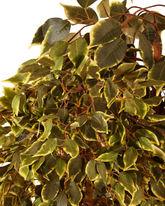 Artificial Variegated Ficus Weeping Tree 180cm (6ft)